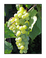 Vendemmia 2008